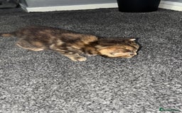 Mixed Breed cats for sale: Cute kittens awaiting a loving forever home  - Image 19