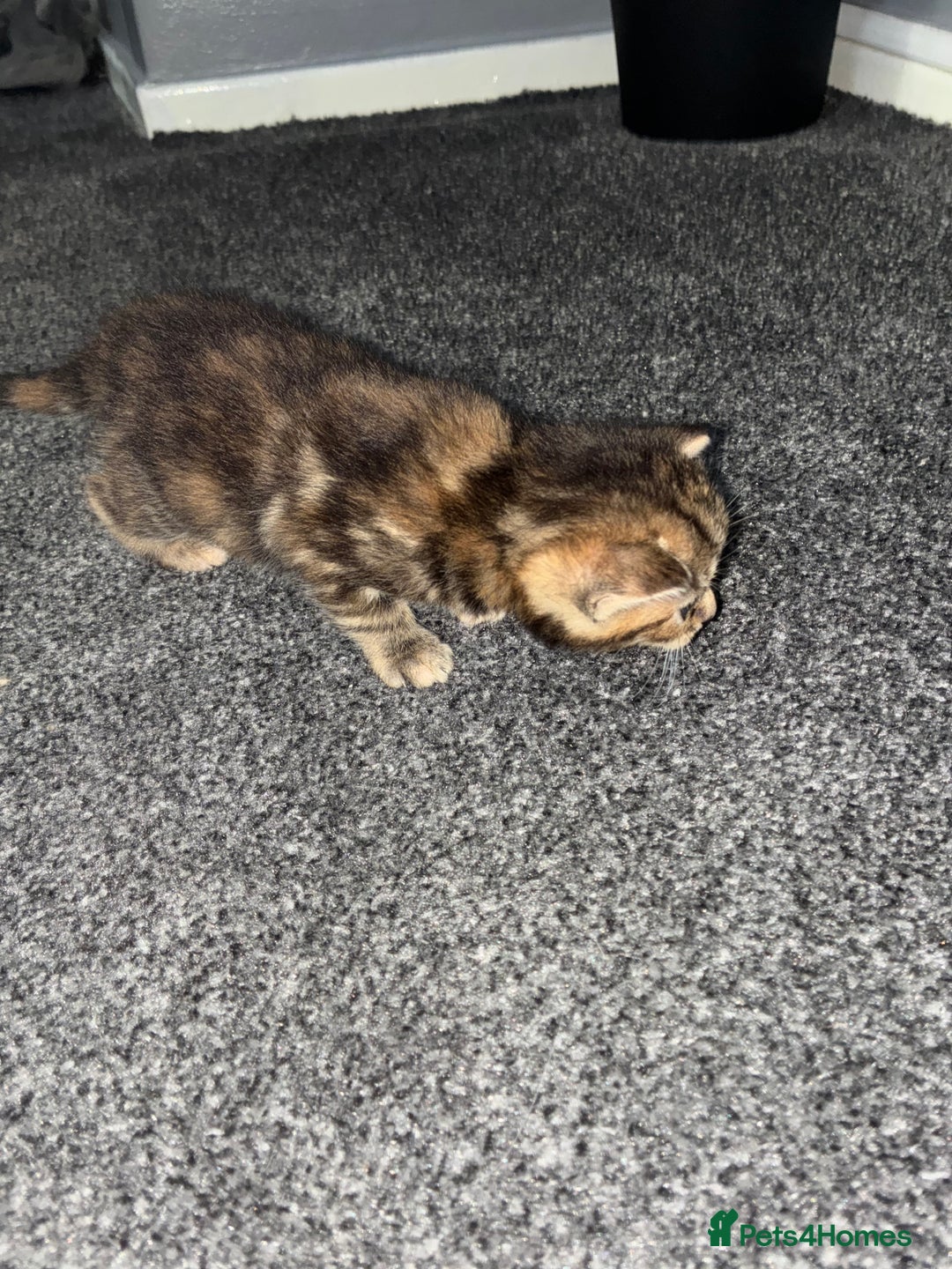 Mixed Breed cats for sale: Cute kittens awaiting a loving forever home  - Image 19