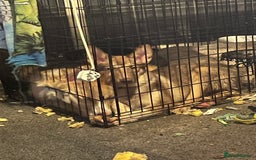 Huskita dogs for sale: Beautiful Female Huskita puppy - Image 8