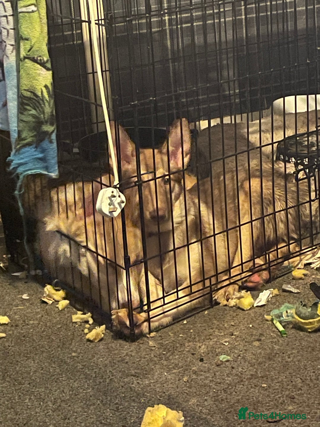 Huskita dogs for sale: Beautiful Female Huskita puppy - Image 8