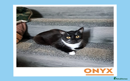 Mixed Breed cats for adoption: Dapper Wee Onyx - Advert 7