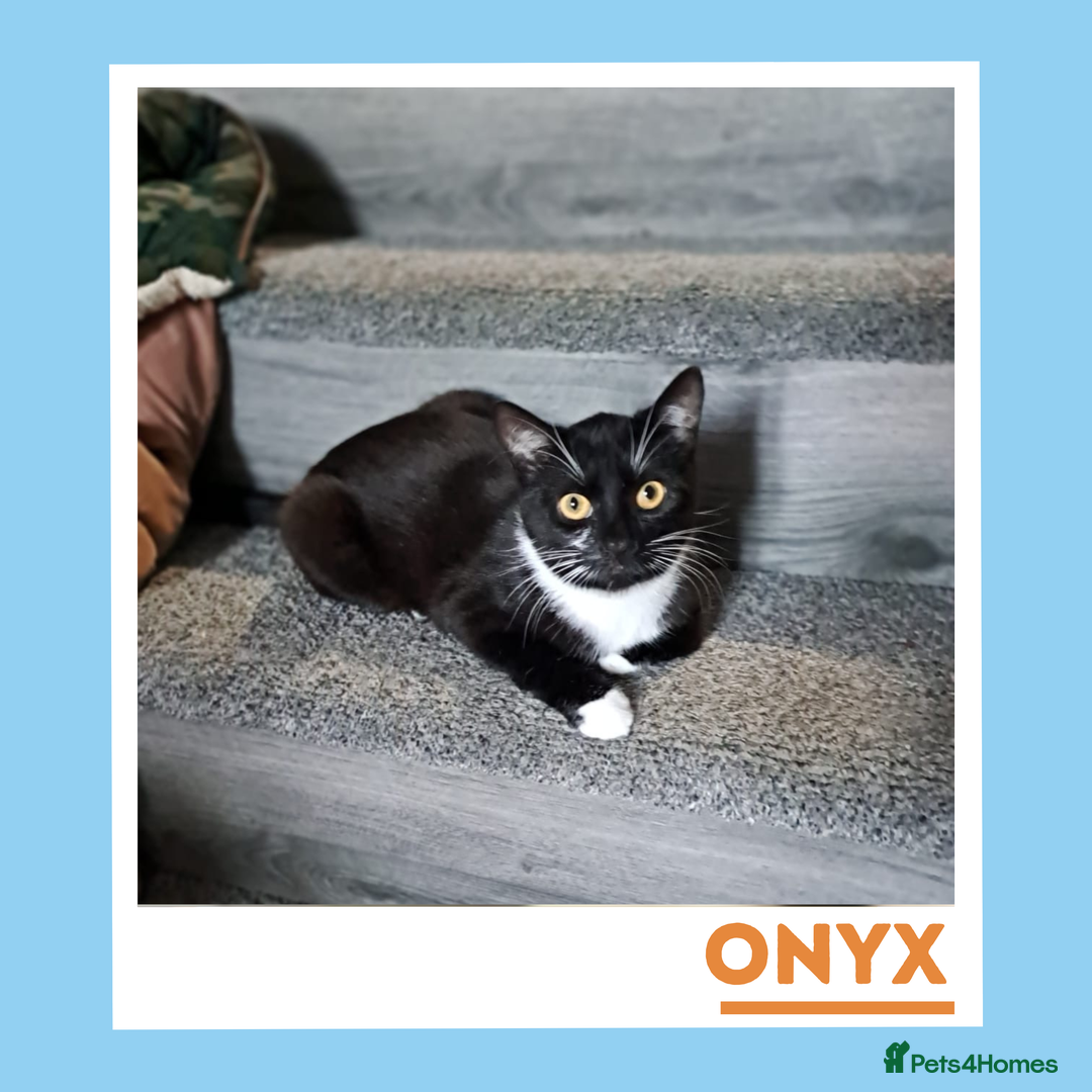 Mixed Breed cats for adoption: Dapper Wee Onyx - Advert 7