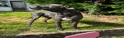 Great Dane dogs for sale: Planned Great Dane Litter – Blue x Harlequin - Advert 7
