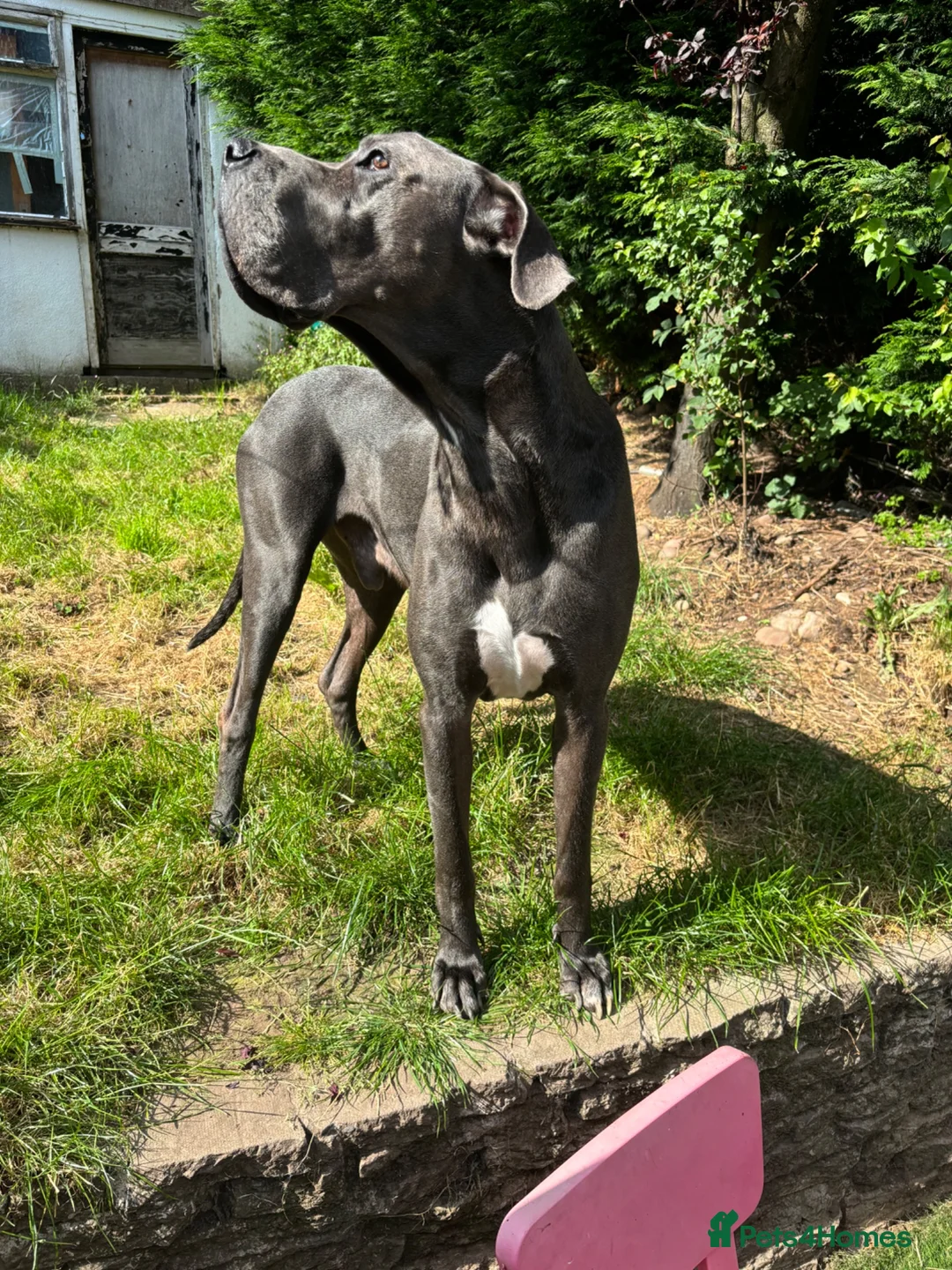 Great Dane dogs for sale: Planned Great Dane Litter – Blue x Harlequin - Advert 7