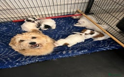 Havanese dogs for sale: Adorable Havaton Puppies  - Image 15