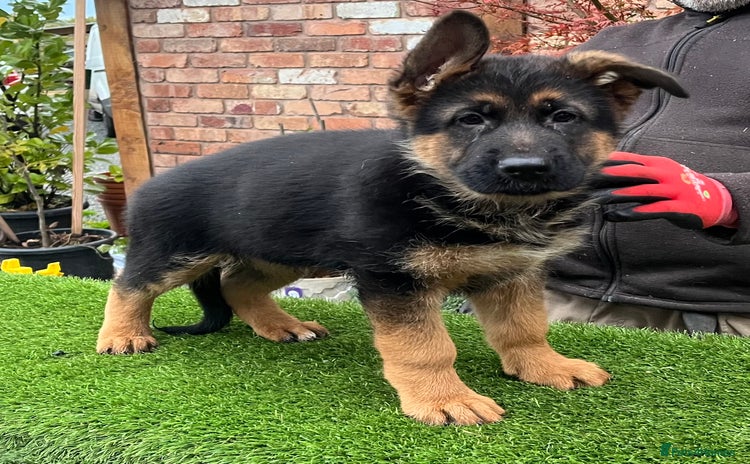 German Shepherd dogs - Advert 6