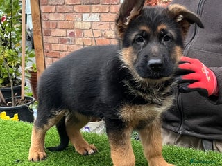 German Shepherd dogs - Advert 13