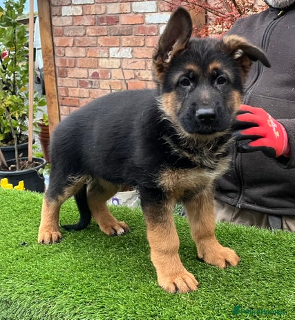 German Shepherd dogs - Advert 6