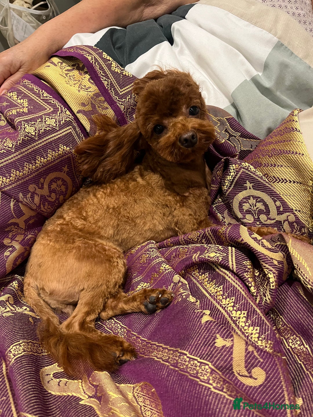 Toy Poodle dogs for sale: Teddy bear red asian/toy poodle puppies 🧸  - Advert 15