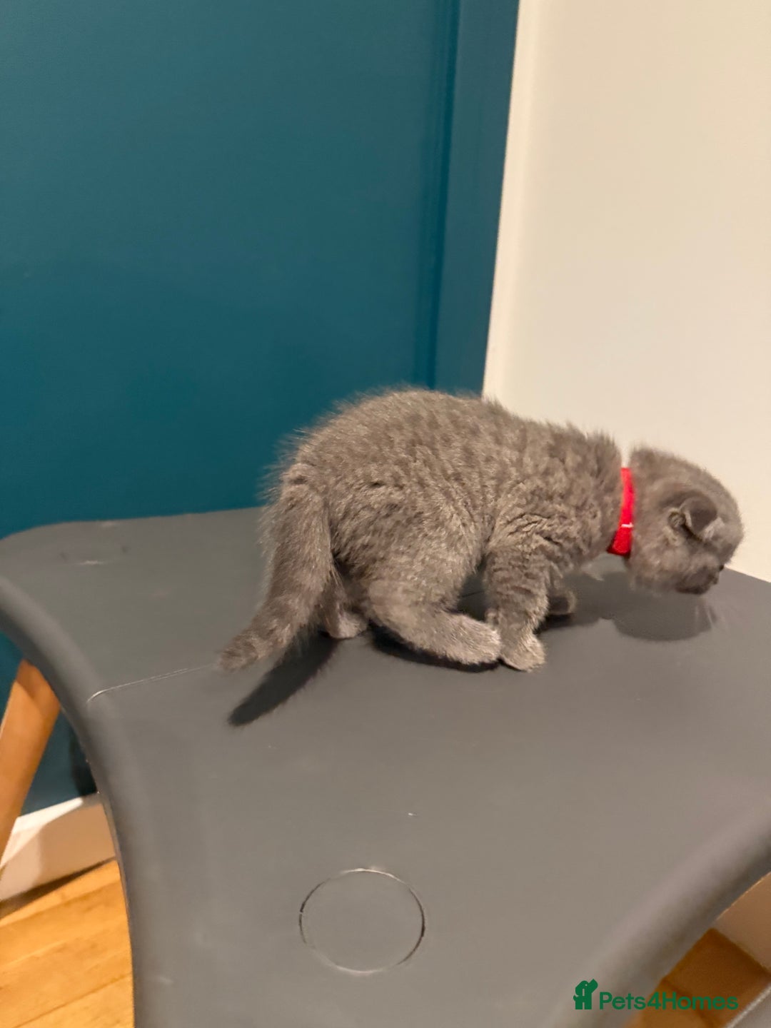Scottish Fold cats for sale: Scottish Fold Kittens  - Image 23