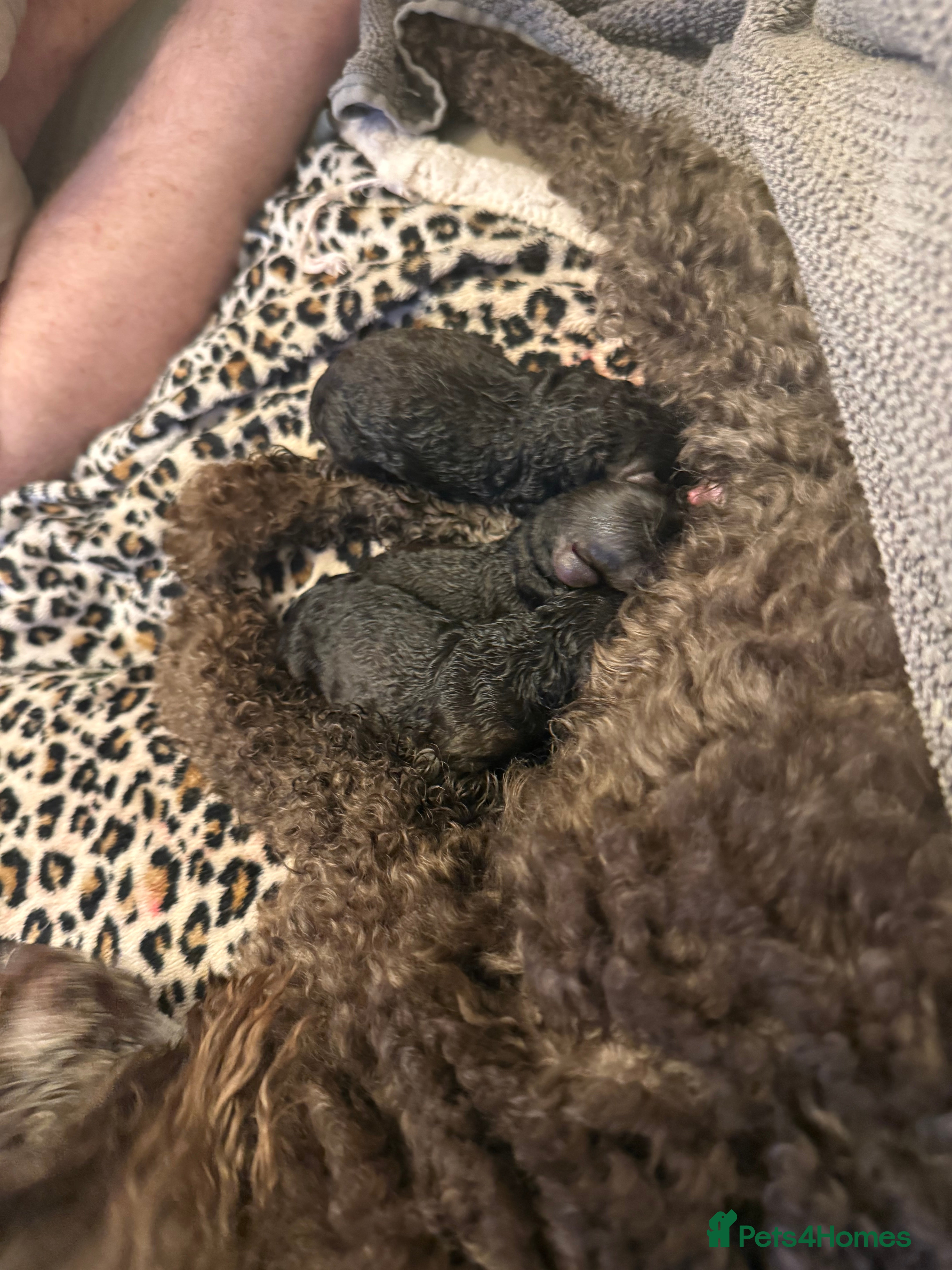 Toy Poodle dogs Chocolate tiny toy poodle  - Advert 1