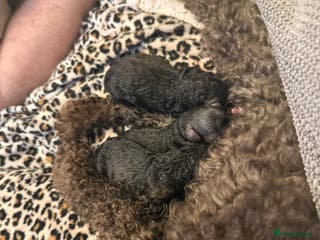 Toy Poodle dogs Chocolate tiny toy poodle - Advert 5