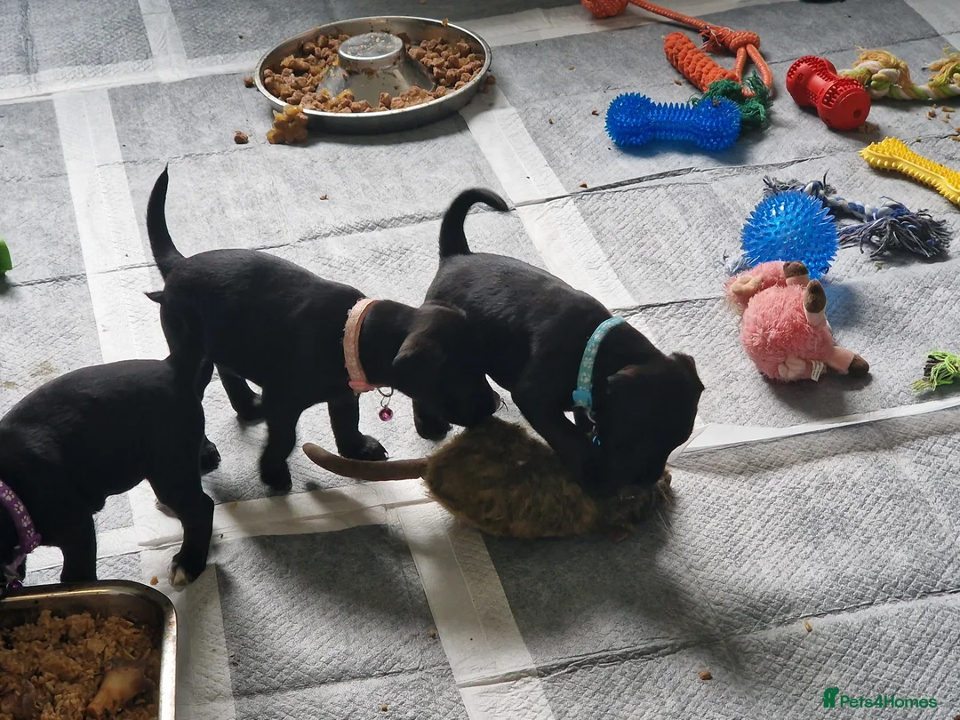 Patterdale Terrier dogs for sale: 1 left - Working Patty Pup - Advert 2