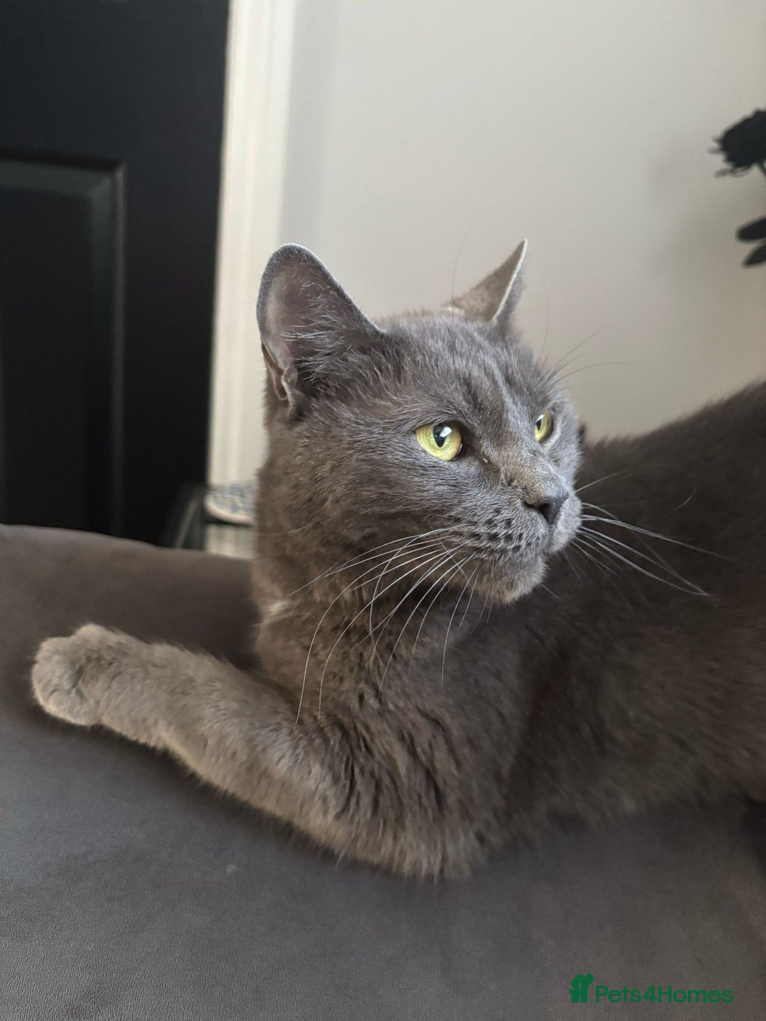 Mixed Breed cats for sale: Grey female - Advert 1