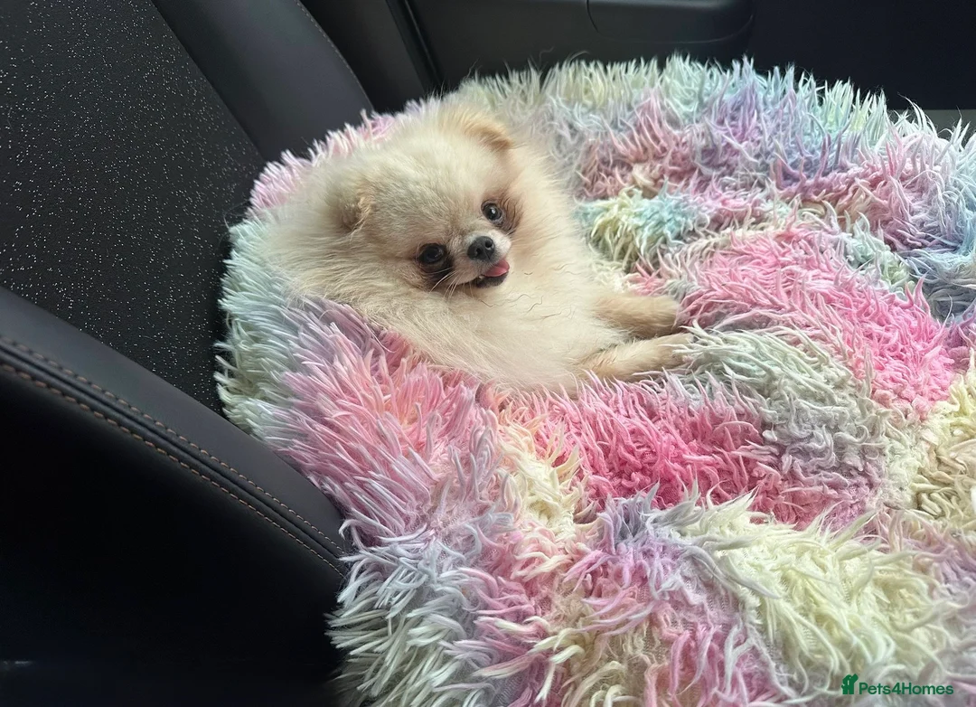 Pomeranian dogs for stud: Tiny White/cream Teddy Pomeranian stud  - Advert 4