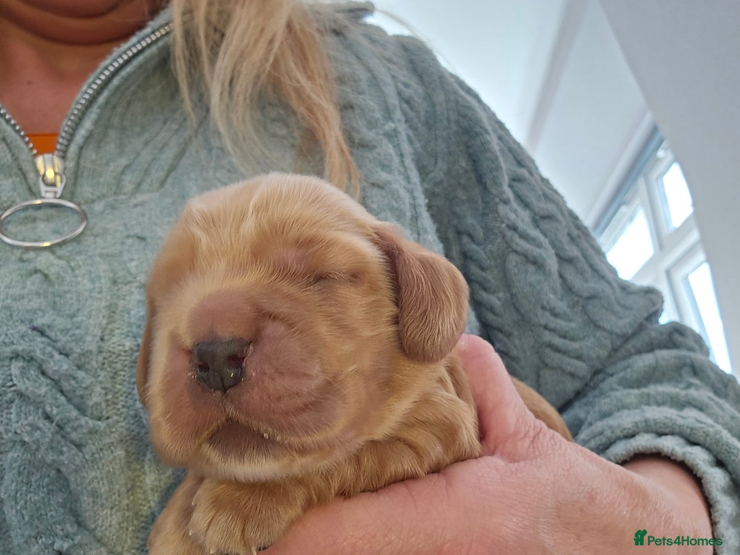 Cocker Spaniel dogs for sale: Health tested Boxing day show Cocker Spaniels   - Advert 10