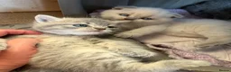 Scottish Fold cats for sale: Scottish fold kittens ready for reservation - Advert 5