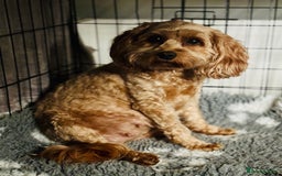 Cavapoo dogs for sale: Stunning fox red f1b Cavapoo puppies - Image 9