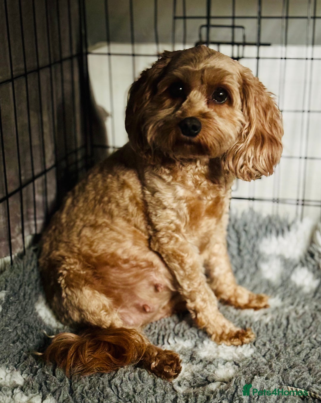 Cavapoo dogs for sale: Stunning fox red f1b Cavapoo puppies - Image 9