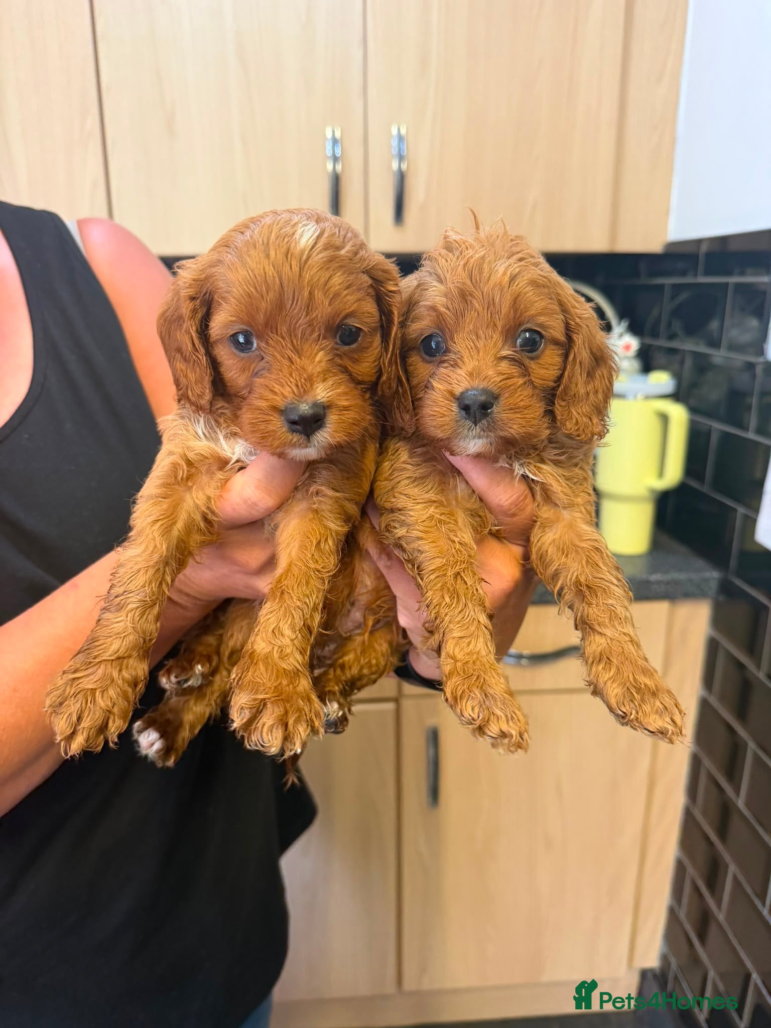 Cavapoo dogs Beautiful litter cavapoos  - Advert 2