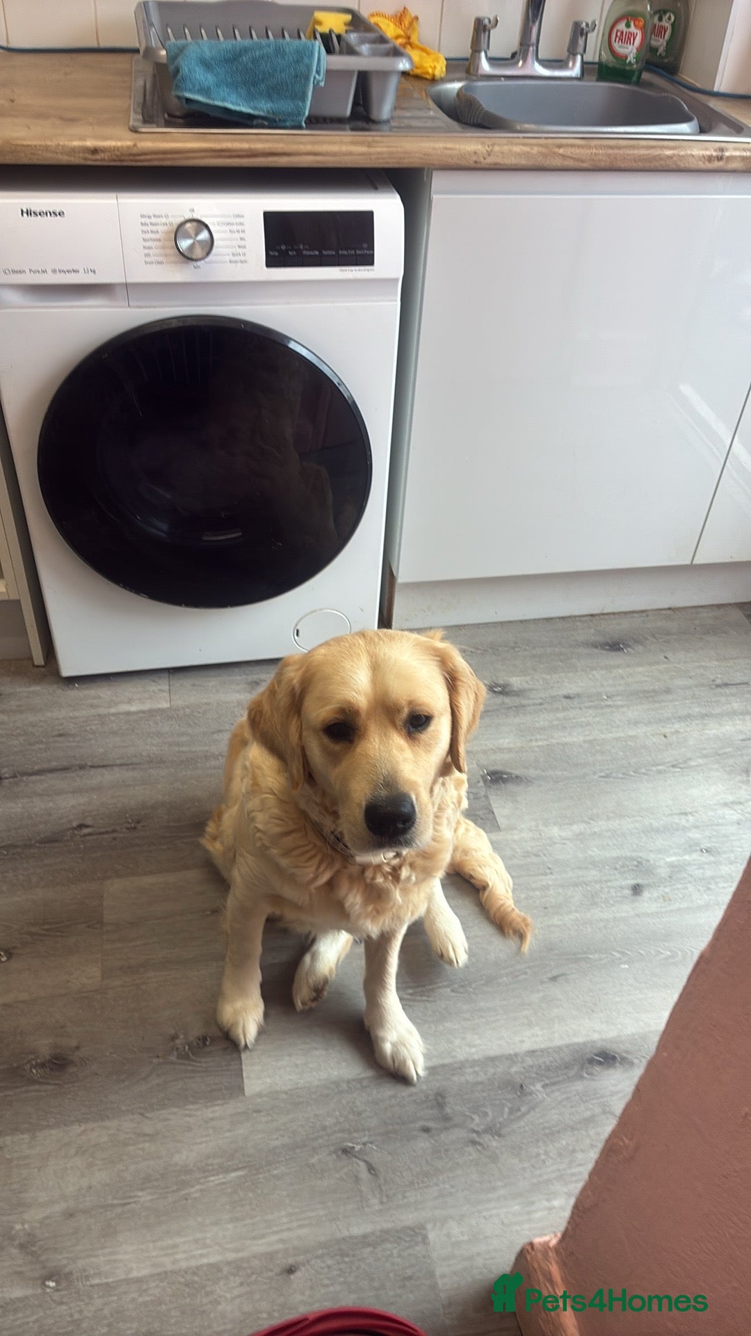 Golden Retriever dogs for sale: Golden retriever puppies  - Advert 7