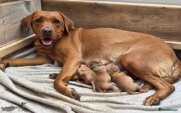 Labrador Retriever dogs for sale: Fox Red Labrador Puppies - Working Lines - Image 1