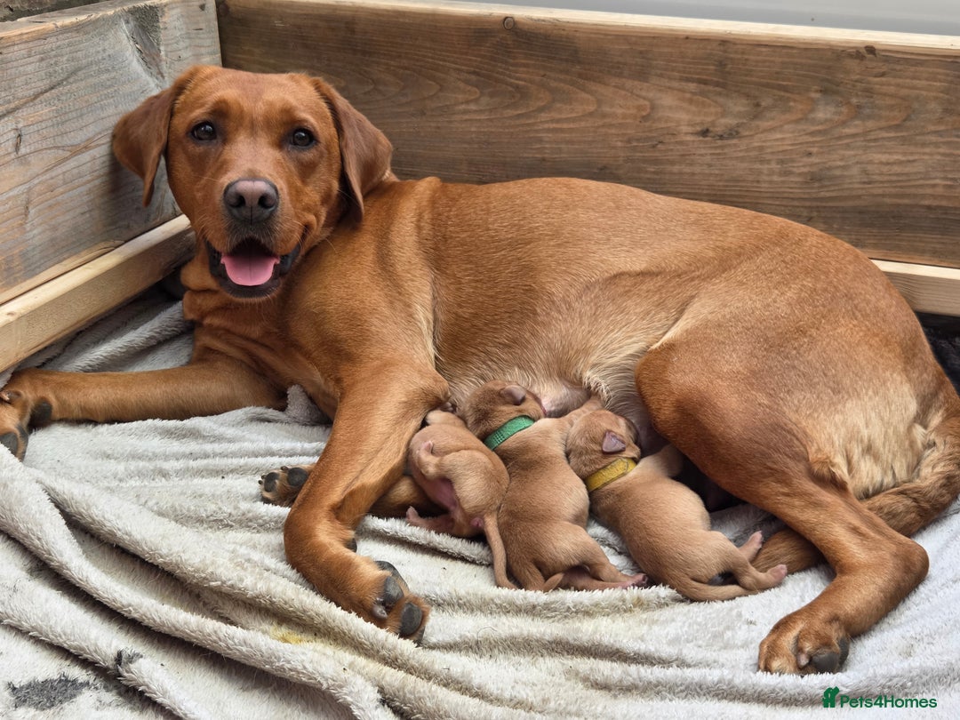 Labrador Retriever dogs for sale: Fox Red Labrador Puppies - Working Lines - Image 1