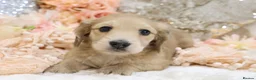 Miniature Dachshund dogs for sale: Shaded Cream Male - Advert 3
