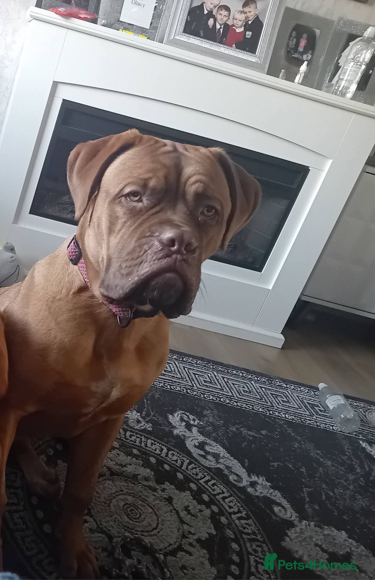 Dogue De Bordeaux dogs Dogue De Bordeaux - Advert 2