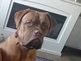 Dogue De Bordeaux dogs Dogue De Bordeaux - Advert 2