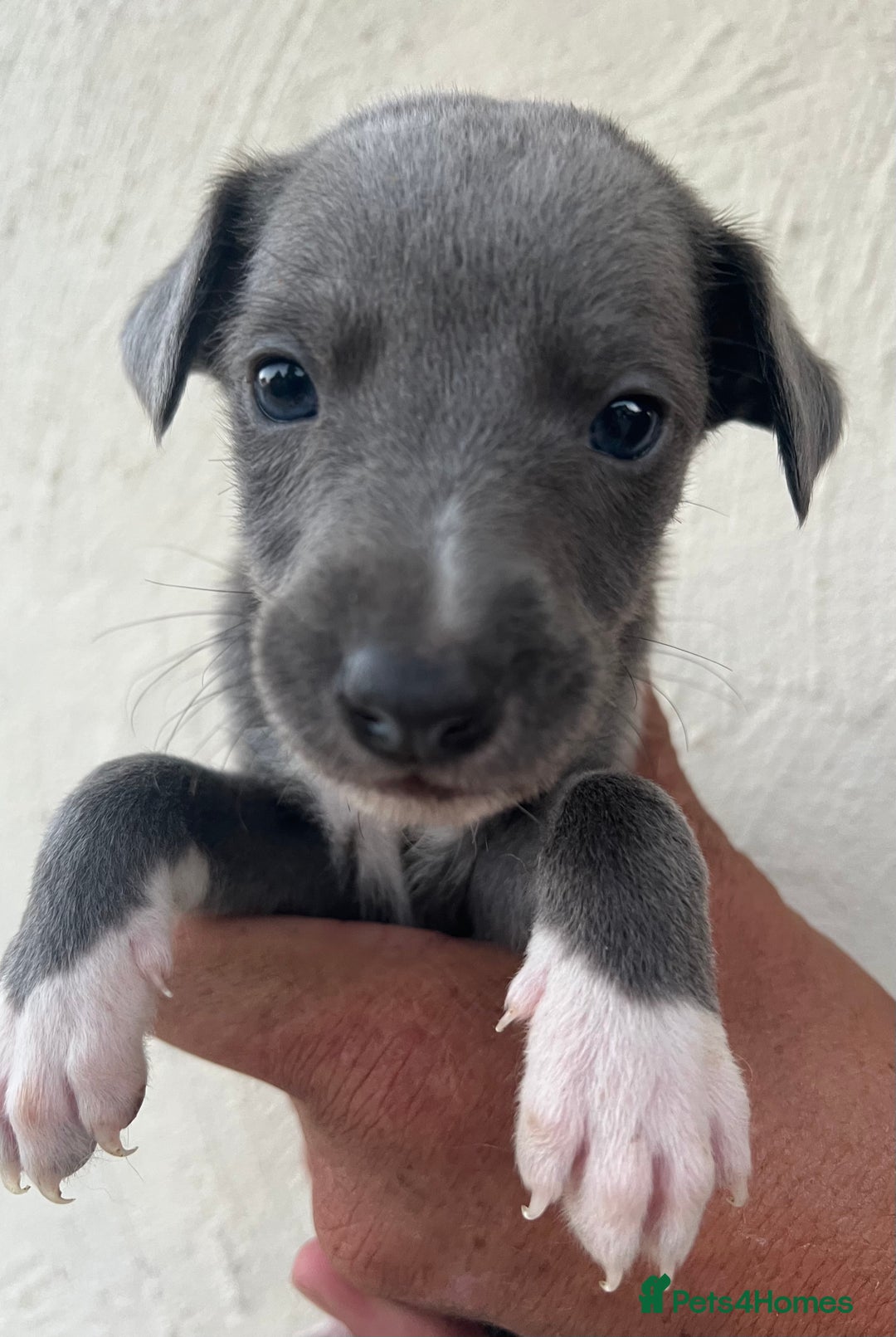 Whippet dogs for sale: Whippet puppies Ready soon! 5 BOYS left  - Image 4