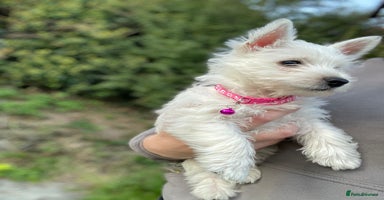 West Highland Terrier dogs - Advert 1