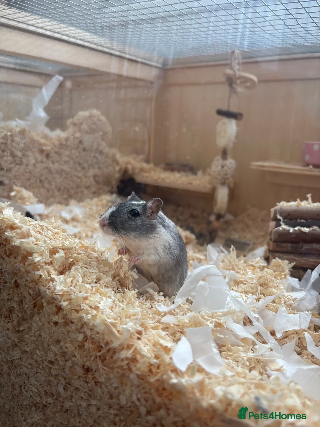 Gerbil rodents for sale: Gerbil for sale - Advert 2