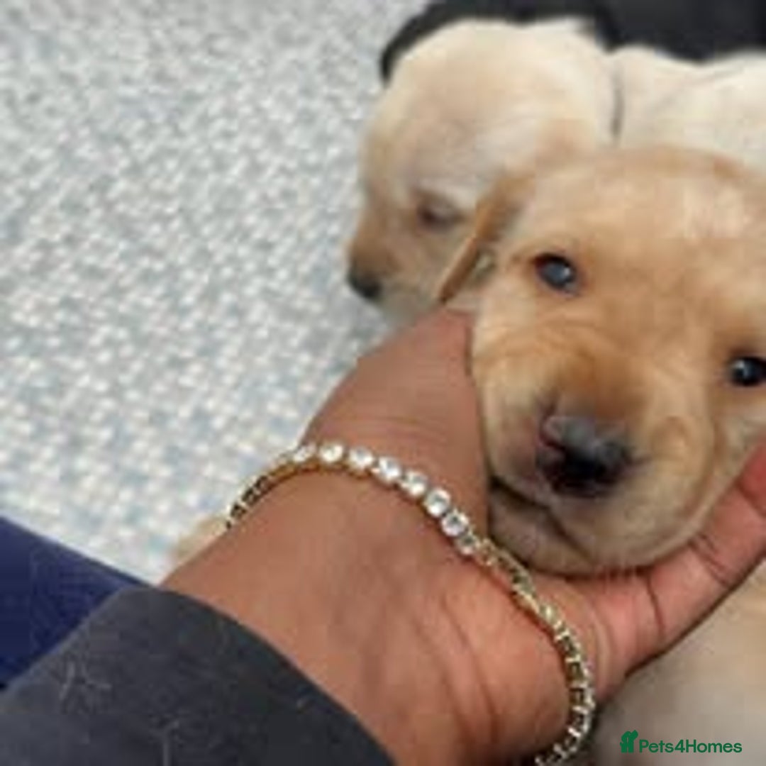 Labrador Retriever dogs for sale: Labrador Puppies for sale in London -KC registered - Image 8