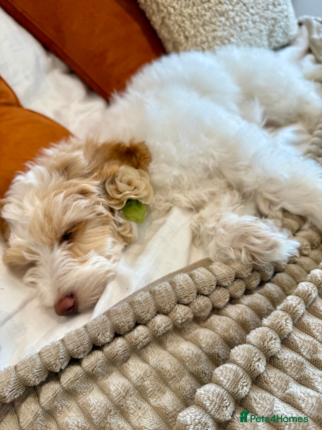 Cockapoo dogs for sale: Re-homing 8month old Luna- Female Cockapoo - Advert 7