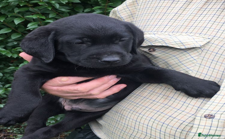 Labrador Retriever dogs - Advert 1