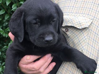 Labrador Retriever dogs Beautiful litter of Black Labrador Retriever Pups - Advert 13