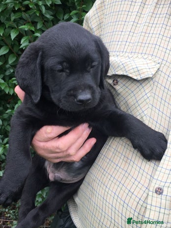 Labrador Retriever dogs - Advert 1