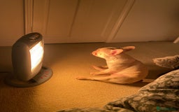 French Bulldog dogs for sale: Female Frenchie needing new home - Image 16