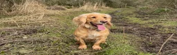 Cocker Spaniel dogs for sale: Stunning LEMON KC Reg Working Cocker Spaniel pups - Advert 1