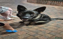German Shepherd dogs for sale: Loving German shepherd  - Image 6