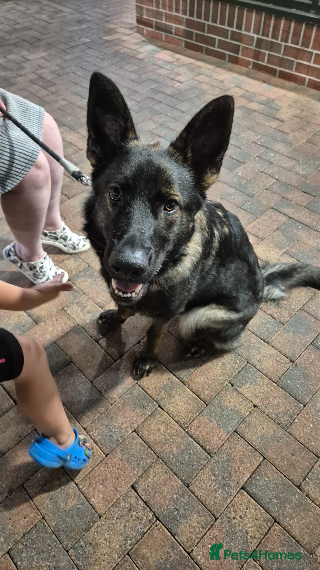 German Shepherd dogs for sale: Loving German shepherd  - Image 6
