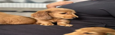 Miniature Dachshund 3