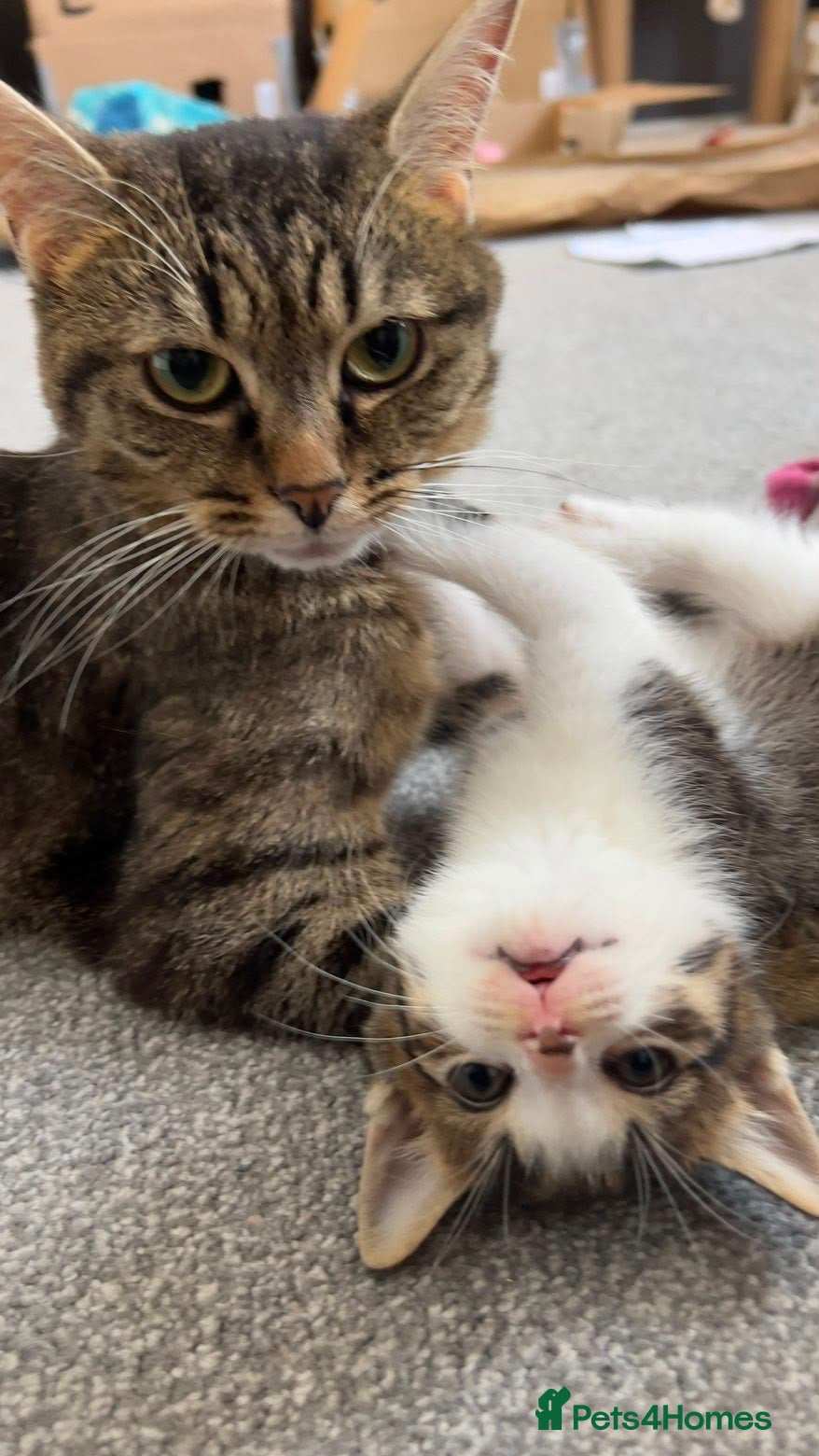Mixed Breed cats Kittens for sale - Advert 16