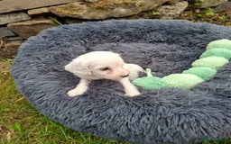 Cockapoo dogs for sale: Beautiful Cockapoo Puppies For Sale  - Image 7