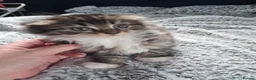 Scottish Fold cats for sale: Part scottish fold kittens  in Newbury - Advert 3
