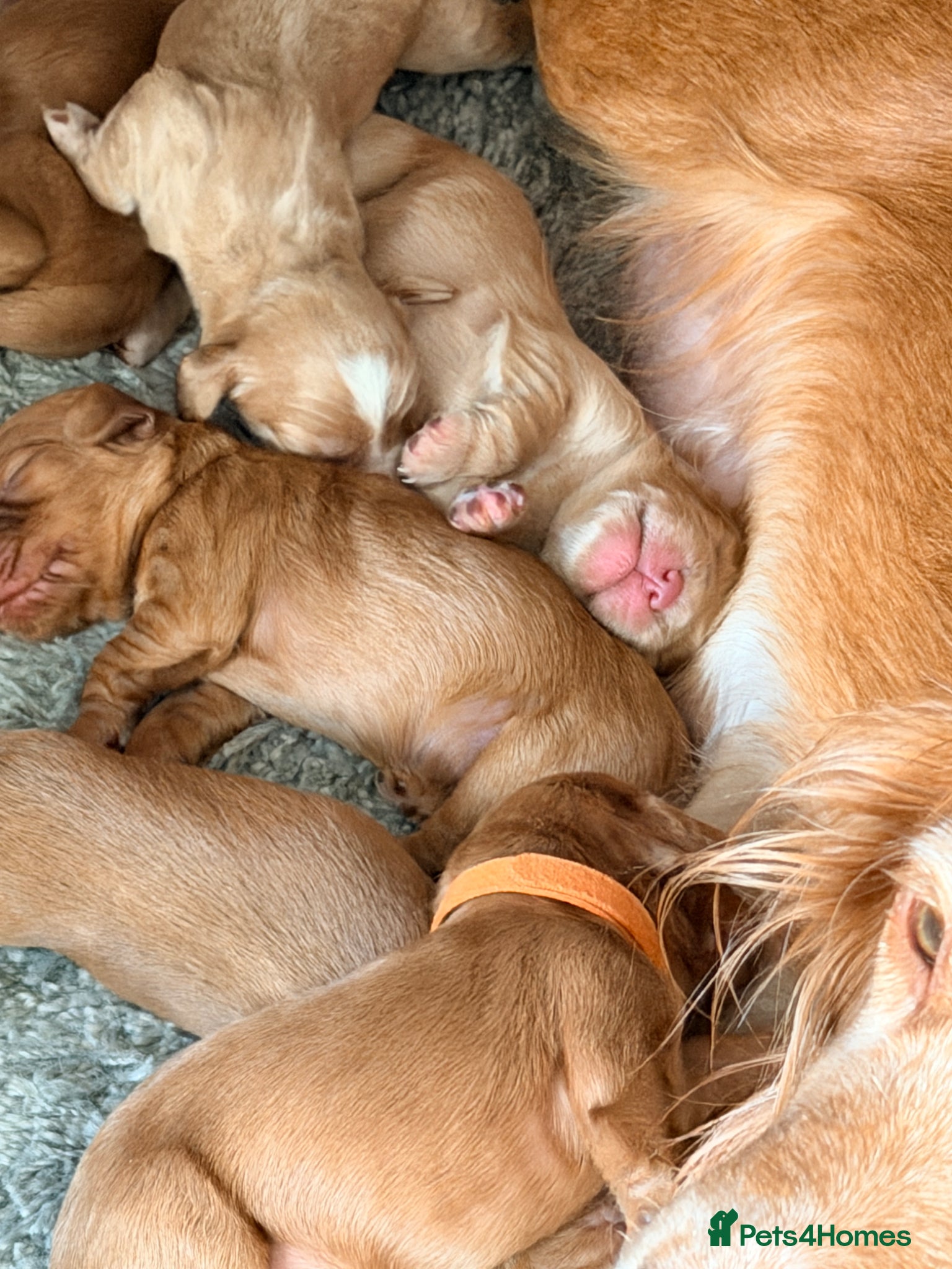 Cocker Spaniel dogs for sale: Working Cocker Pups- Exceptional pedigree  in Sandbach - Advert 8