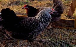 Chickens poultry for sale: Point of Lay Chickens - Image 3