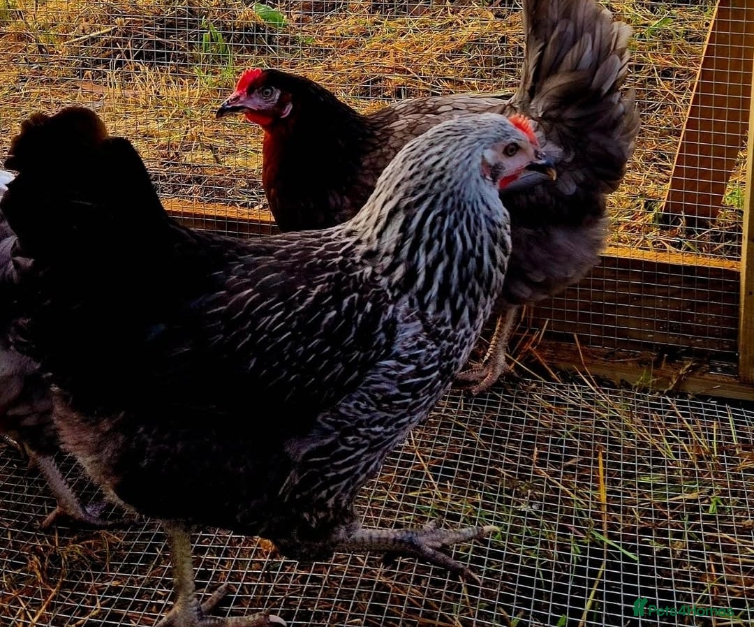 Chickens poultry for sale: Point of Lay Chickens - Image 3