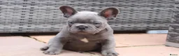 French Bulldog dogs for sale: French bulldog frenchies pups - Advert 18